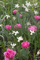 Tulipa 'Dior' and Narcissus 'Tresamble'