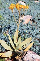 Aloe reynoldsii - Yellow Spineless Aloe, Cape Town, South Africa - this plant is endangered.