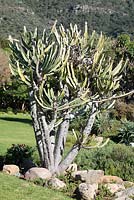 Euphorbia ingens - Candelabra Tree, Kirstenbosch National Botanical Garden, Cape Town