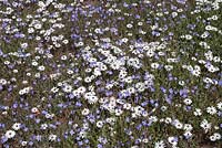Dimorphotheca pluvialis - Rain Daisy and Heliophila coronopifolia - Wild Flax, Darling, Western Cape, South Africa