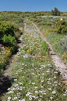 Mixed Spring Daisy Flowers, West Coast National Park, Langebaan, Western Cape, South Africa