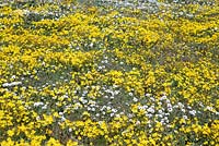 Mixture of Senecio littoreus - Shore Ragwort, Senecio abruptus - Yellow Starvation Ragwort, and Dimortphotheca pluvialus - Rain Daisy, West Coast National Park, Langebaan, Western Cape, South Africa