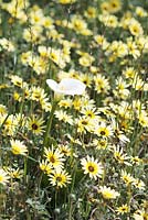 Ursinia anthemoides - Common parachute daisy and Zantedeshia aethiopica - Arum or Calla Lily, Darling, Western Cape, South Africa