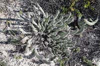 Euphorbia caput-medusae - Medusa's Head, Langebaan, Western Cape, South Africa