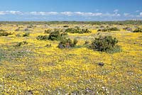 Mixture of Senecio littoreus - Shore Ragwort and Senecio abruptus - Hongerblom or Yellow Starvation Ragwort, West Coast National Park, Langebaan, Western Cape, South Africa