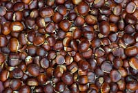 Castanea sativa - Foraged sweet chestnuts - October - Oxfordshire