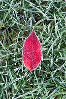 Frosted Blueberry leaf on grass - November - Oxfordshire