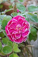 Rosa 'Sophy's Rose' covered in an autumn frost - November - Oxfordshire
