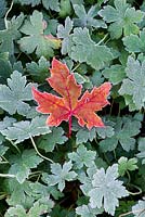 Geranium leaves with singular fallen maple leaf - November - Oxfordshire