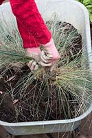Festuca glauca 'Elijah Blue' - Gardener splitting up grass in a wheelbarrow - October - Oxfordshire