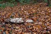 Macrolepiota procera - Foraging Parasol mushrooms in an english woodland - October - Oxfordshire