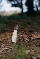 Phallus impudicus - Stinkhorn Mushrooom in an English woodland - November - Oxfordshire