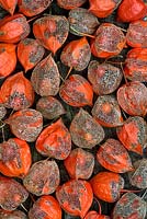 Physalis alkekengi - Drying Chinese lantern flower seed casings - October - Oxfordshire
