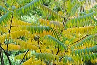 Rhus Succedanea - Wax tree leaves changing colour in the autumn - October - Oxfordshire