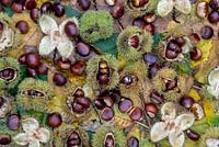 Castanea sativa - Sweet chestnuts with leaves and casings - October - Oxfordshire