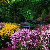 National Collection of autumn-flowering asters- Picton Garden. Rudbeckia 'Goldsturm' and pink Michaelmas daisy Aster novi-belgii 'Coombe Margaret'. Seat beneath magnolia.