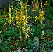 Colour palette of gold, orange and white sun-loving perennials with silver foliage and grasses. Verbascum, geum, cirsium, foxglove, daylily and achillea.