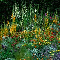 Colour palette of gold, orange and white sun-loving perennials with silver foliage and grasses. Verbascum, geum, cirsium, foxglove, daylily and achillea.