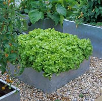 Set in gravel, galvanised steel raised bed filled with picking lettuce. Cut with scissors when 10cm high. Ensure summer-long succession with 2-weekly sowings.