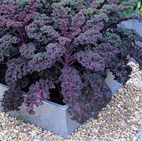 Set in gravel, galvanised steel raised bed filled with red curly kale.