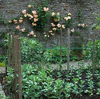 Netted support is prepared for bed of broad beans. Behind, on ancient grey stone wall, Rosa Alchemist.