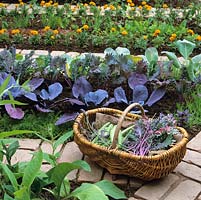 Basket of courgette, kale and lavender rests on brick path between rows of red and green cabbage, French marigold, chives, tomatoes and kale.