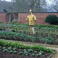 In old walled garden, kitchen garden is a pigeon-free zone thanks to the old scarecrow.
