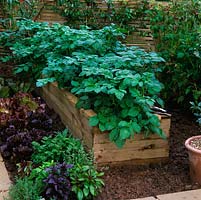 Contained by wooden planks recycled from old pallet boxes, raised bed of potatoes.