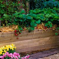 In raised bed made from wooden planks, strawberries mulched with straw.