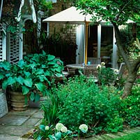 Shady patio by front door edged in two large Hosta 'Krossa Regal'. White parasol. Allium karavatiense 'Ivory Queen' and roses in bed round old apple tree.