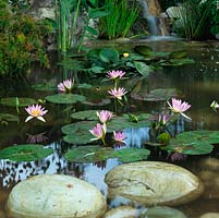 Waterfall feeds still pool with waterlilies and thick clumps of cyperus.