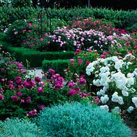 Box hedges and santolina balls edge beds of roses - Rosa officinalis, De Resht, Mutabilis, Blanc Double de Coubert, Duchesse dAngouleme and Gypsy Boy.