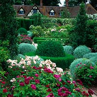 Near, roses Tuscany Superb and Felicia. Box and santolina topiary. Behind, Rosa officinalis, De Rescht,  Duchesse dAngouleme and Alberic Barbier.