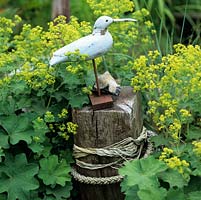 On old timber post sits model of sea bird, surrounded in Alchemilla mollis.