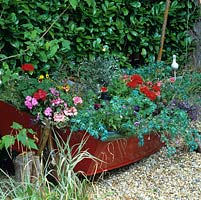 Seaside themed gravel garden with an old, red dinghy filled with geranium, cerinthe, petunia and lobelia.