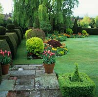 Yew hedge backs bed of gold philadelphus and euphorbia, acers, tulips West Point, Prinses Irene, Blushing Beauty, Ballerina, Renown, Daydream and Cassini in pots.