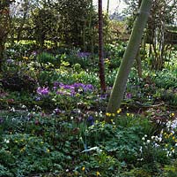 A naked tree trunk amidst winter carpet of Crocus tommasinianus, hellebores, snowdrops, narcissus, winter aconites and Cyclamen coum.