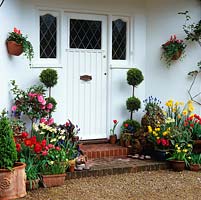 Steps leading to front door with containers planted with Conifer topiary, camellia, Muscari armeniacum, anemone, hyacinth. Narcissi February Gold, Jetfire, Midget. Tulipa Carlton Red and Red Riding Hood