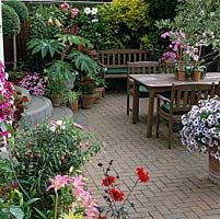 Modern paved terrace with pots of rice-paper plant - Tetrapanax papyrifa, orchid, petunia, fuchsia, tulbaghia, pelargonium, marguerite, cordyline and lilies.