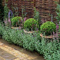 Height added to a narrow border by three matching pots of box topiary domes immersed in aromatic catmint. Behind, fence of woven willow creates natural backdrop.
