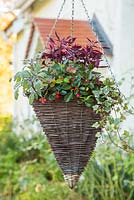 Hanging basket with plants including Salvia officinalis 'Tricolor', Gaultheria procumbens 'Red Baron' Winter Pearls series, Variegated Ivy and Iresine. 