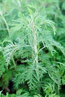 Artemisia afra, Wild wormwood or African wormwood, Cape Town, South Africa