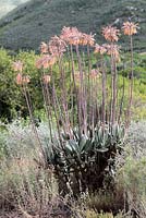 Cotyledon orbiculata - Pig's ear, Robertson, Western Cape, South Africa