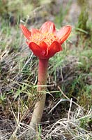 Haemanthus coccineus - March flower, April Fool, blood flower, paintbrush lily, powderpuff lily, Hermanus, Western Cape, South Africa