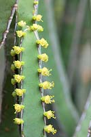 Euphorbia lydenburgensis, Cape Town, South Africa