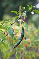 Capsicum frutescens Pasilla Bajio Chili Pepper