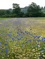 Meadow of cornflower - Centaurea cyanus and corn chamomile - Anthemis arvensis, grown to harvest for wildflower seed mixes.
