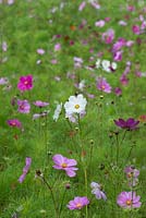 Cultivated late summer meadow of cow parsley, pink and white cosmos, scarlet flax and field poppies. Anthriscus sylvestris, Cosmos bipinnatus, Linum grandiflorum and Papaver rhoeas