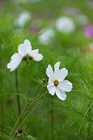 Cosmos bipinnatus, Mexican aster, produces saucer-shaped flowers from early summer to mid autumn.