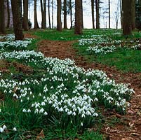 Deciduous woodland with snaking bark chip path edged in snowdrops in winter.